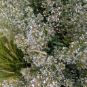 auuuuuuugggie avatar