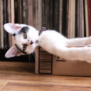 avalanche-n-jojo avatar