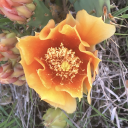 avalanchenouveau avatar