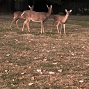 avatarofthetired avatar