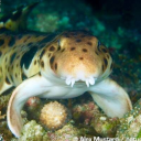 avatarofthewhoree avatar