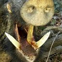 avcidersuzala avatar