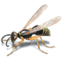 aveja-blog-blog avatar