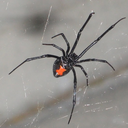 avengedtherev avatar