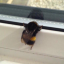 avengerofthecats avatar