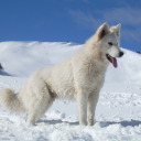 avengersfluff02 avatar