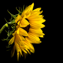 avengetheextraordinary avatar