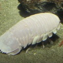 average--human avatar