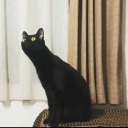 average-bi-dreamer avatar