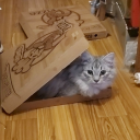 averagebeetle avatar