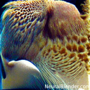 averageblenderenjoyer avatar