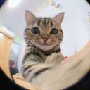 averagecatboi avatar