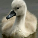 averagecygnet-blog avatar