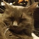 averageheighthuman avatar