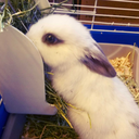 averagelifeofdaisy avatar