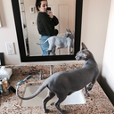 averse-apologies avatar