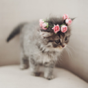 averysmallkitten avatar