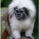 averytheberri avatar