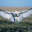 averytheelfchild avatar