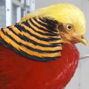 avesandaquatics avatar