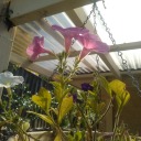 avesthegoblin avatar