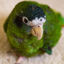 avian-awareness avatar