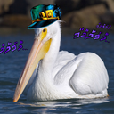 avian-meme-machine-blog avatar