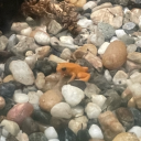 avian-transmogrification-101 avatar