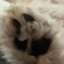 avidbalatroenjoyer avatar