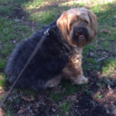 avioletsunrise avatar