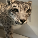 avionsdechassesx avatar