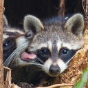 aviseafeather avatar