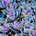 avocado--angel avatar