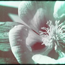 avocado-dreams avatar