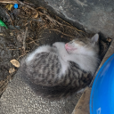 avocadobased1 avatar