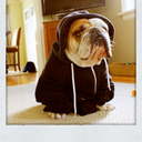 avocadobreath avatar