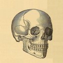 avocados-nmbr avatar