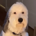 avocadosquarecheese avatar