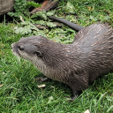 avocant-moved avatar