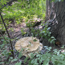 avuncularwalt avatar