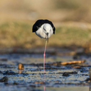 awaismustafa86 avatar