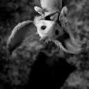 awakening-inthe-night avatar