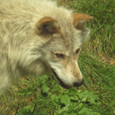 awalkinthefall avatar