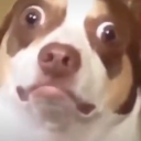 awanas-dropout avatar