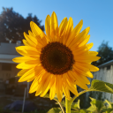 awayfromthisplace avatar