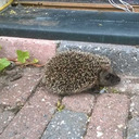 awesome--hedgehog avatar