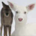 awesome-albinodeer avatar