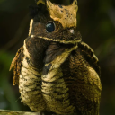 awesome-animals-for-reference avatar