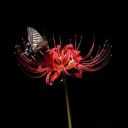 awesome-potato-child avatar