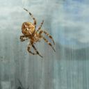 awesome-spargel avatar